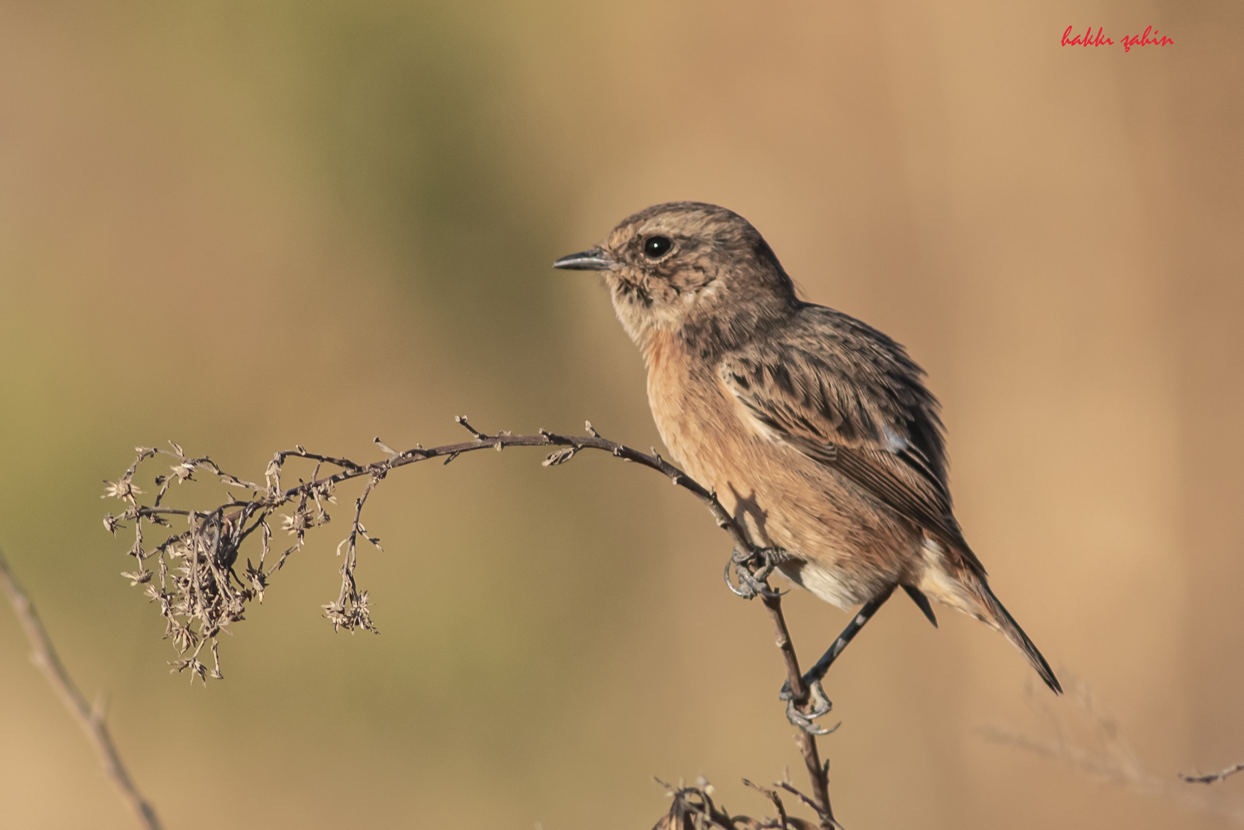 European Stonechat